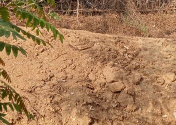 वन दरोगा ने जंगल के धारा 20 में कब्जा करा दिया करोड़ों की सरकारी जमीन।।