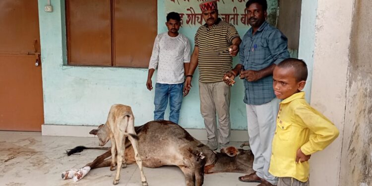 अज्ञात वाहन के धक्के से घायल गाय की बजरंग दल के प्रयास से बची जान ।।