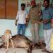 अज्ञात वाहन के धक्के से घायल गाय की बजरंग दल के प्रयास से बची जान ।।