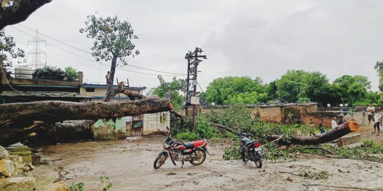 लगातार बारिश होने से गिरा वर्षों पुराना पीपल का पेड़, मची अफरा तफरी।