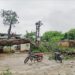 लगातार बारिश होने से गिरा वर्षों पुराना पीपल का पेड़, मची अफरा तफरी।