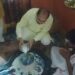 गोठनी बाबा शोभनाथ मंदिर में रुद्राभिषेक एव भंडारा का हुआ आयोजन।