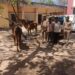 रामगढ़(पन्नुगंज) पुलिस अधीक्षक के निर्देशन में थाना पन्नूगंज द्वारा किया गया गोबध गौ के साथ गिरफ्तार।।