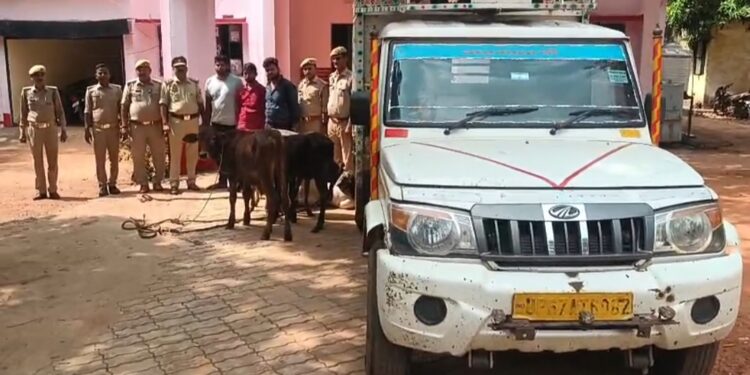 एसपी अभिषेक वर्मा के निर्देशन में रायपुर पुलिस को मिली बड़ी सफलता, 6 गो वंश बरामद।