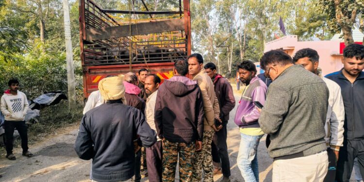 बीजपुर में मवेशियों से भरी डीसीएम पकड़ी।