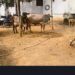 पशु तस्करी में पिकअप धराये, केस दर्ज।