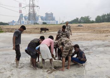 राखड़ के दलदल में फंसी गाय, ग्रामीणों और CISF जवानों ने 4 घंटे की मशक्कत के बाद बचाई जान ।