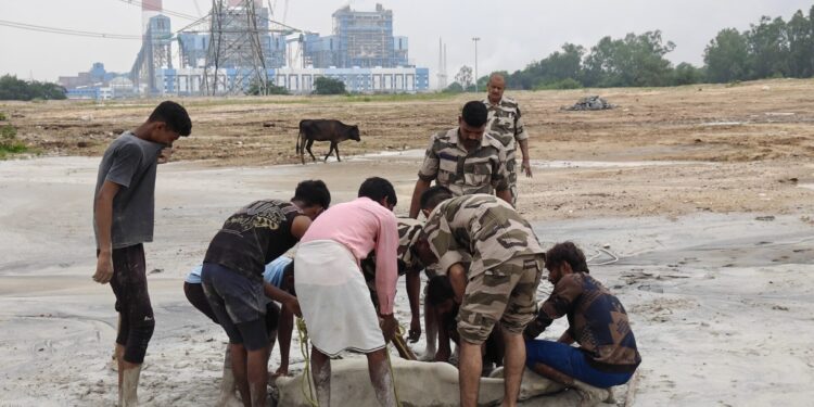 राखड़ के दलदल में फंसी गाय, ग्रामीणों और CISF जवानों ने 4 घंटे की मशक्कत के बाद बचाई जान ।