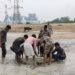 राखड़ के दलदल में फंसी गाय, ग्रामीणों और CISF जवानों ने 4 घंटे की मशक्कत के बाद बचाई जान ।