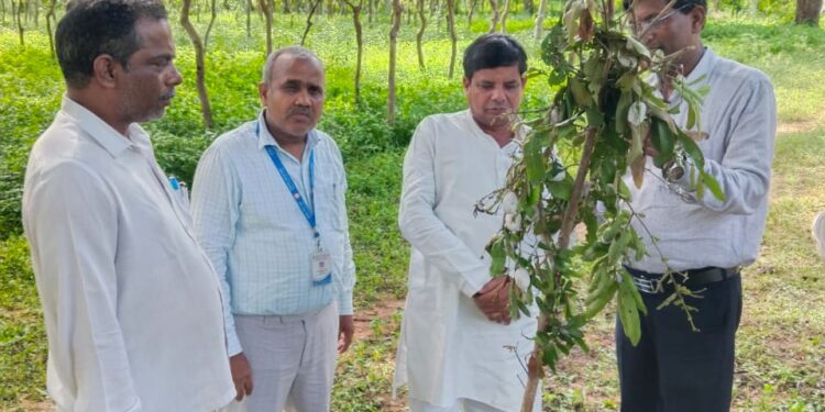 वैज्ञानिक तकनीक से तसर रेशम उत्पादन बढ़ाने पर दिया जोर।