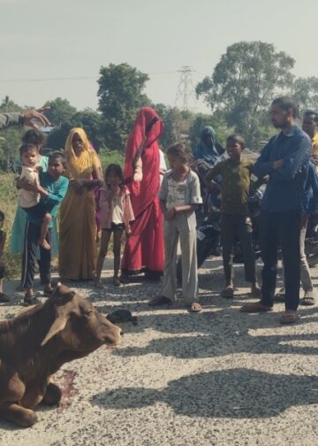 एनटीपीसी के राख परिवहन में लगे हाइवा ने गाय को रौंदा,भड़के ग्रामीण ।।