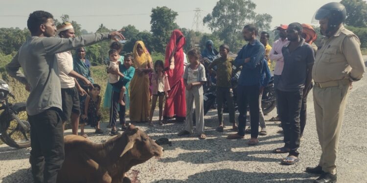 एनटीपीसी के राख परिवहन में लगे हाइवा ने गाय को रौंदा,भड़के ग्रामीण ।।